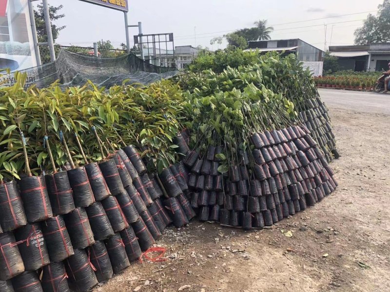 菠萝蜜树苗泰国红肉菠萝蜜菠萝蜜树苗