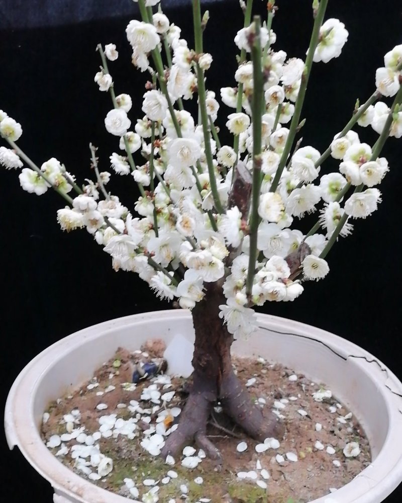 梅花盆景绿梅花，树苗，红梅原生梅花原生绿墨。