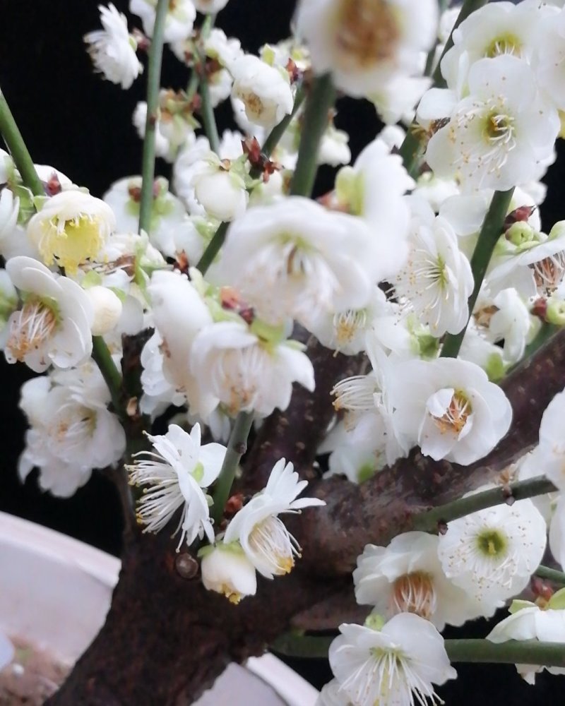 梅花盆景绿梅花，树苗，红梅原生梅花原生绿墨。