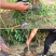 水蜜桃树苗嫁接苗软而多汁皮薄肉厚基地直销