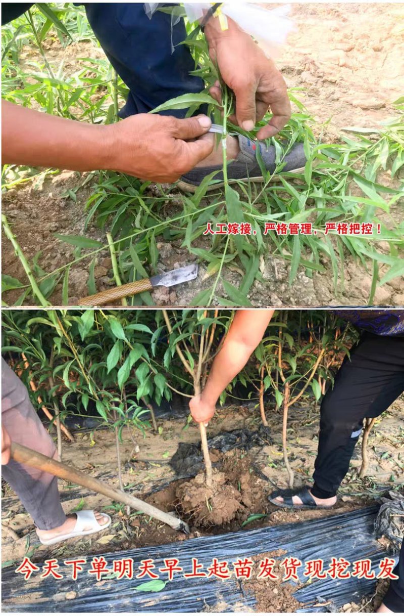 水蜜桃树苗嫁接苗软而多汁皮薄肉厚基地直销