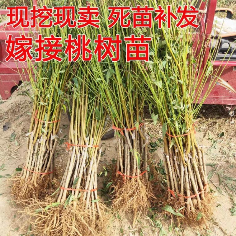 水蜜桃树苗嫁接苗软而多汁皮薄肉厚基地直销