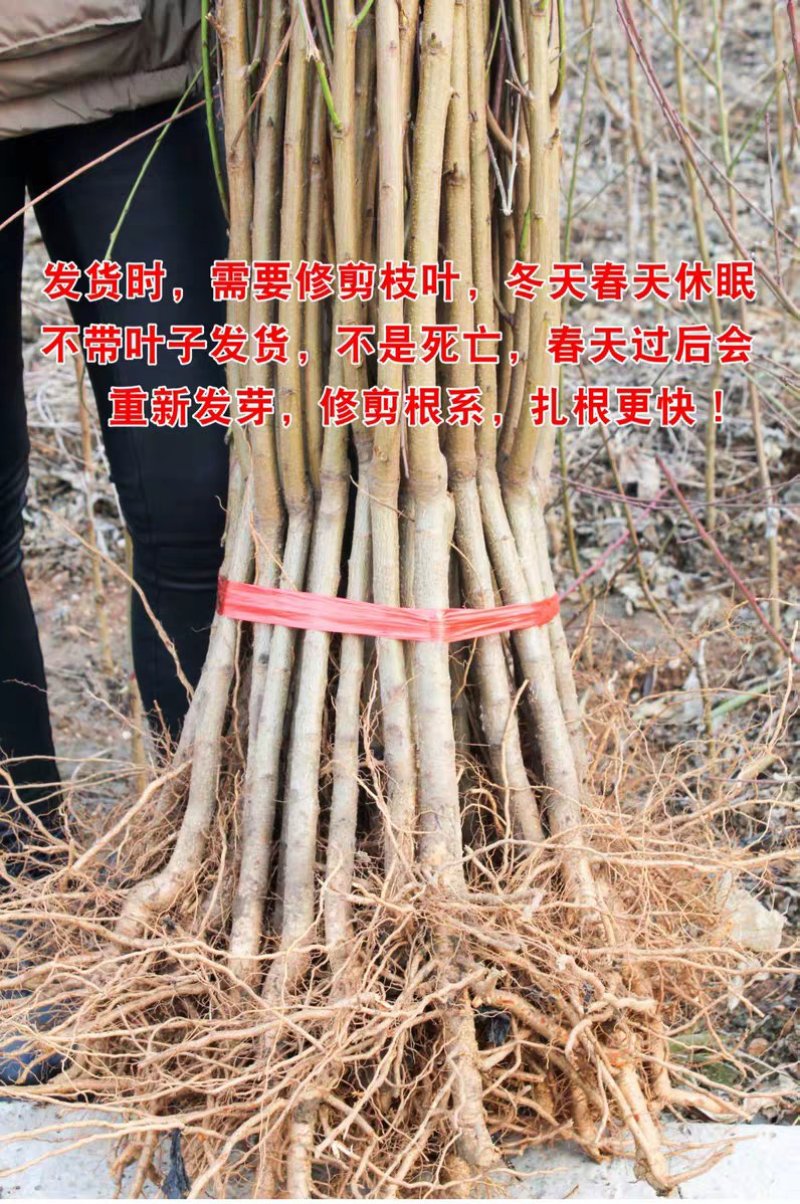水蜜桃树苗嫁接苗软而多汁皮薄肉厚基地直销