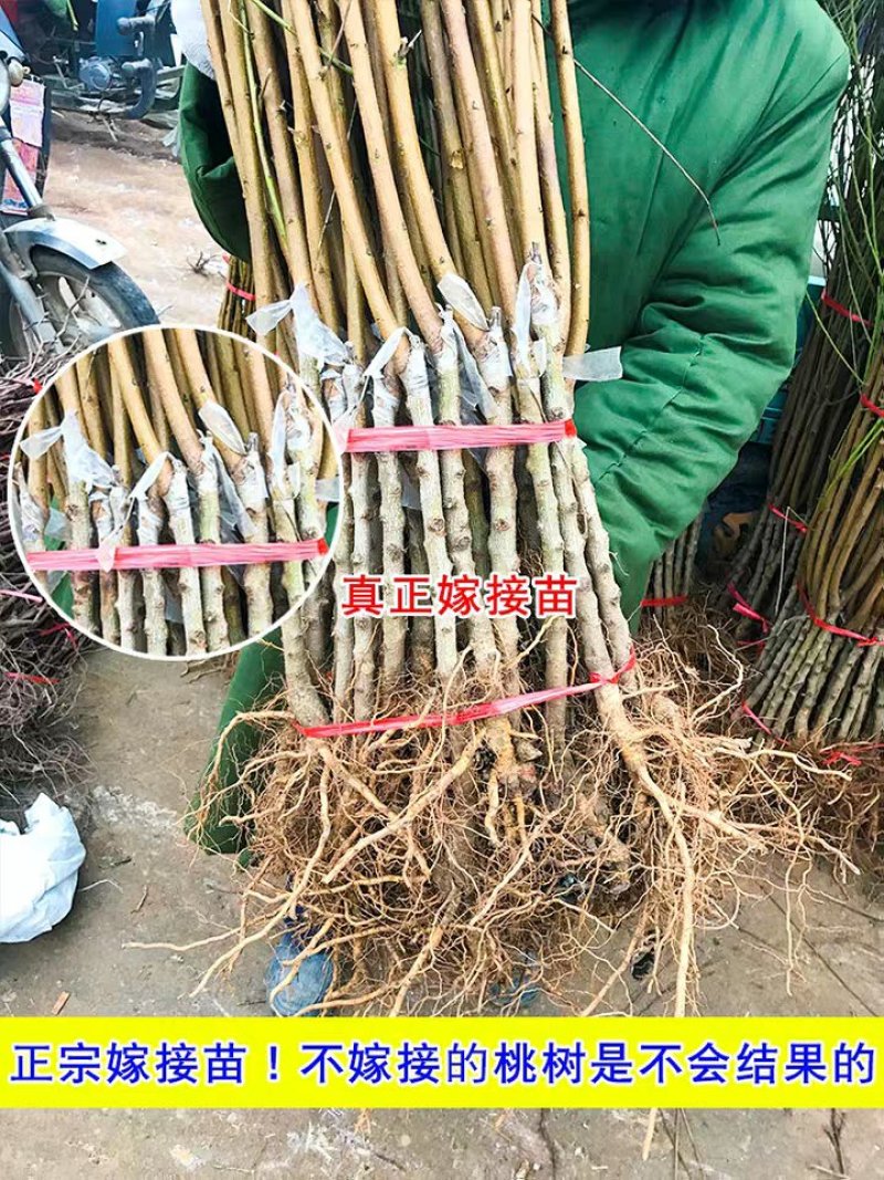 水蜜桃树苗嫁接苗软而多汁皮薄肉厚基地直销