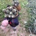 手撕凤梨苗手撕地菠萝苗金钻甜蜜蜜16号凤梨苗