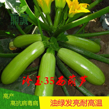 豫艺珍玉35西葫芦油绿型耐热高抗病毒病25g
