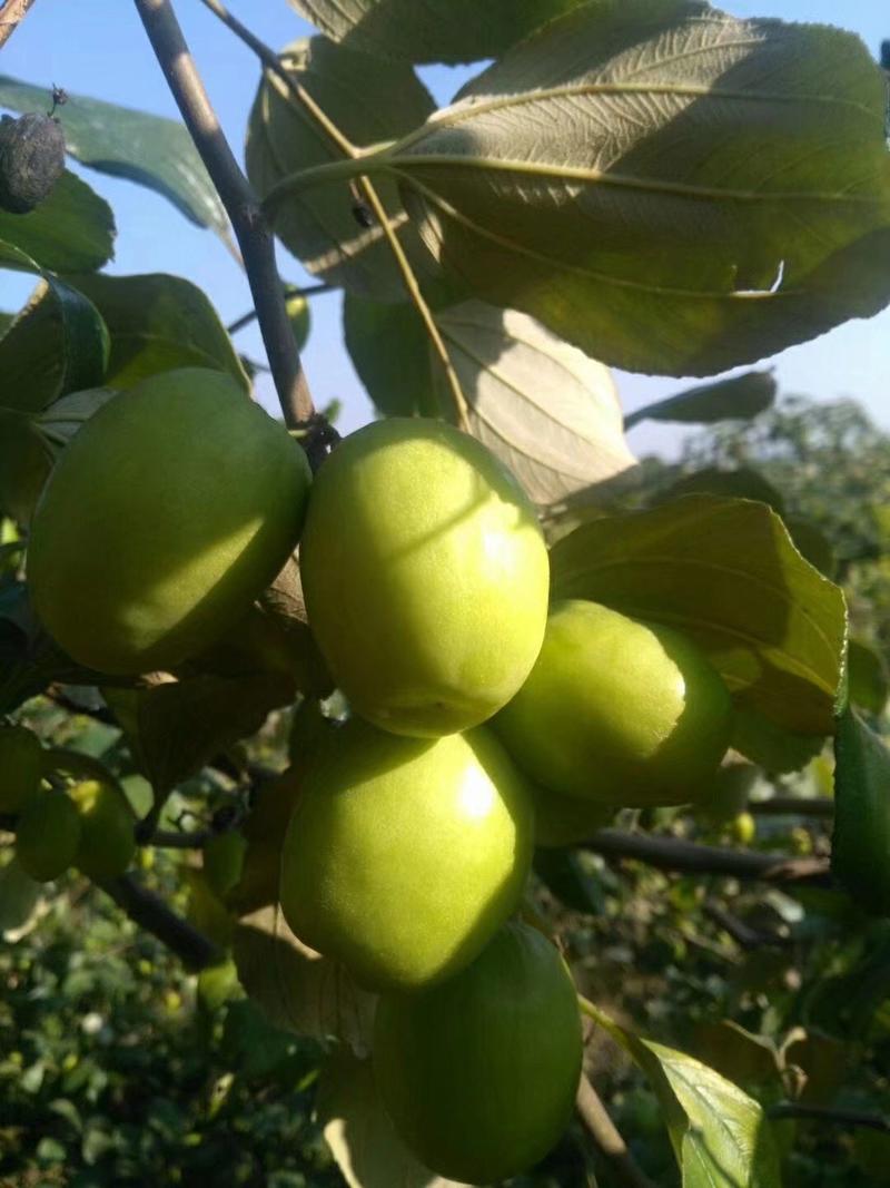 广西大青枣奶油大青枣树苗蜜丝大青枣树苗青枣苗