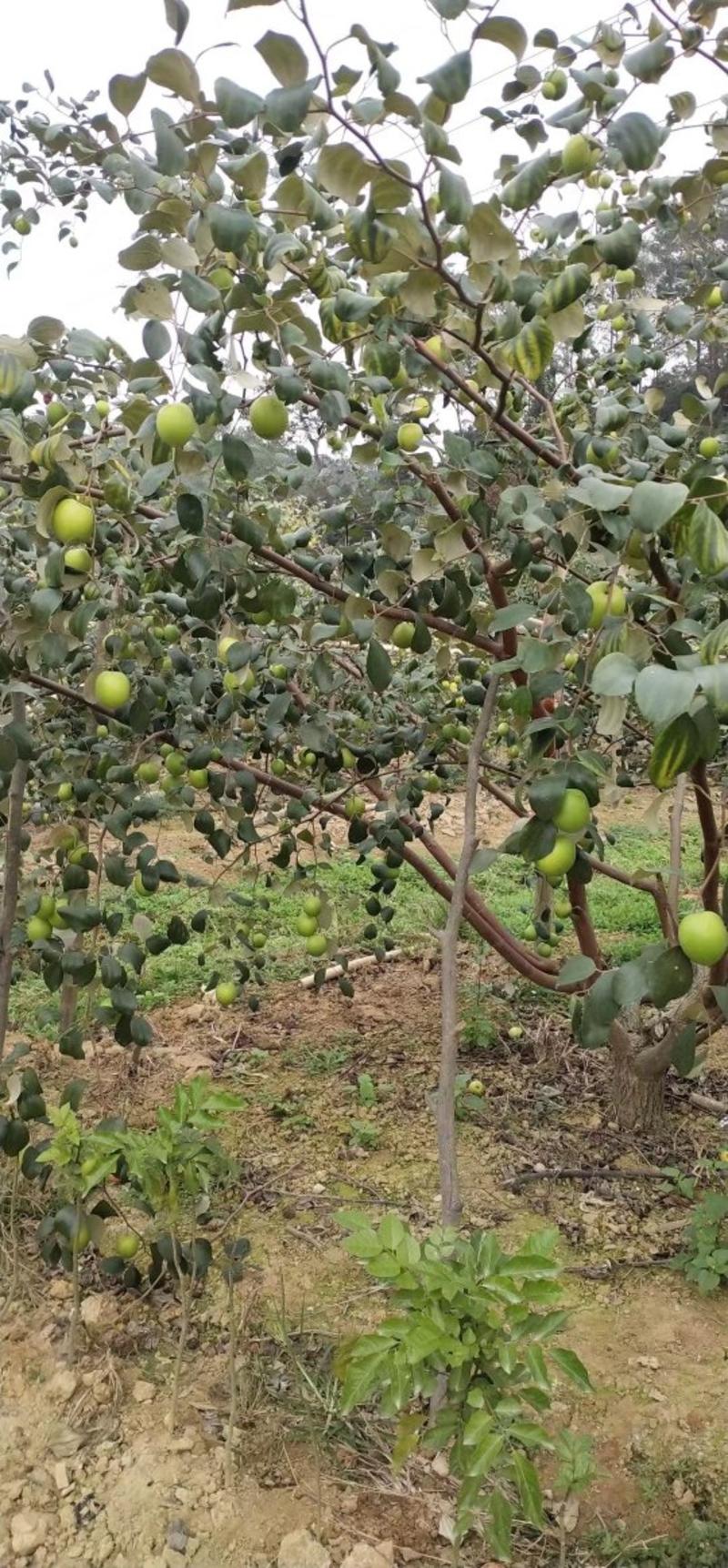 广西大青枣奶油大青枣树苗蜜丝大青枣树苗青枣苗