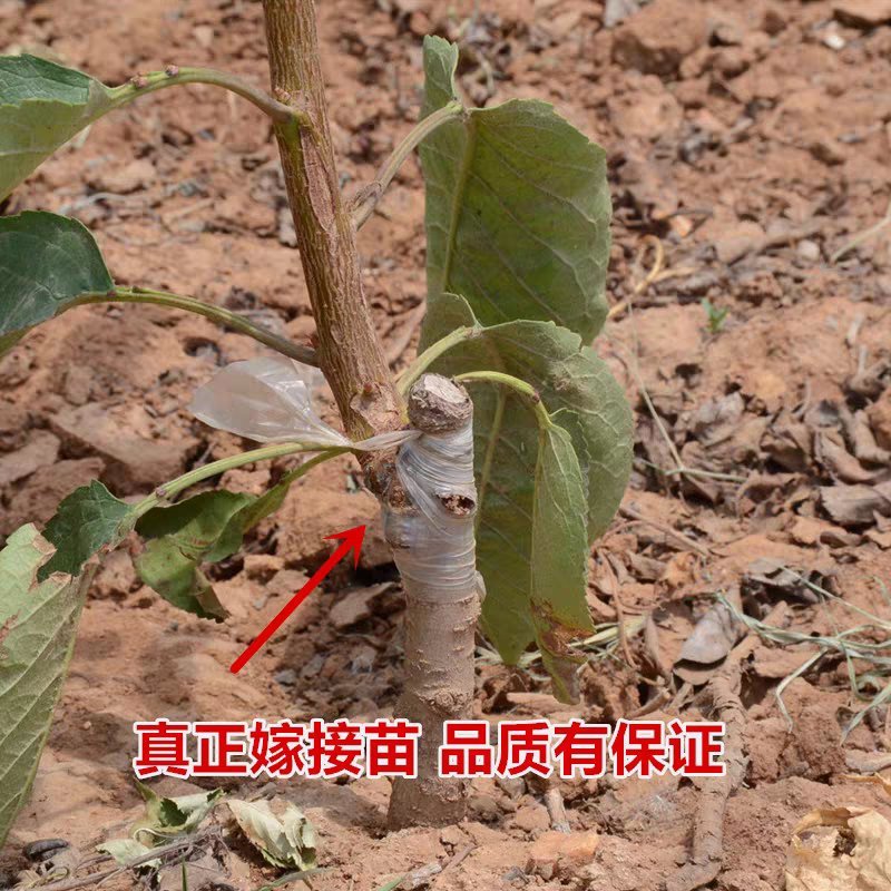 李子树苗嫁接脱骨李子苗新品种皮薄脆产量高