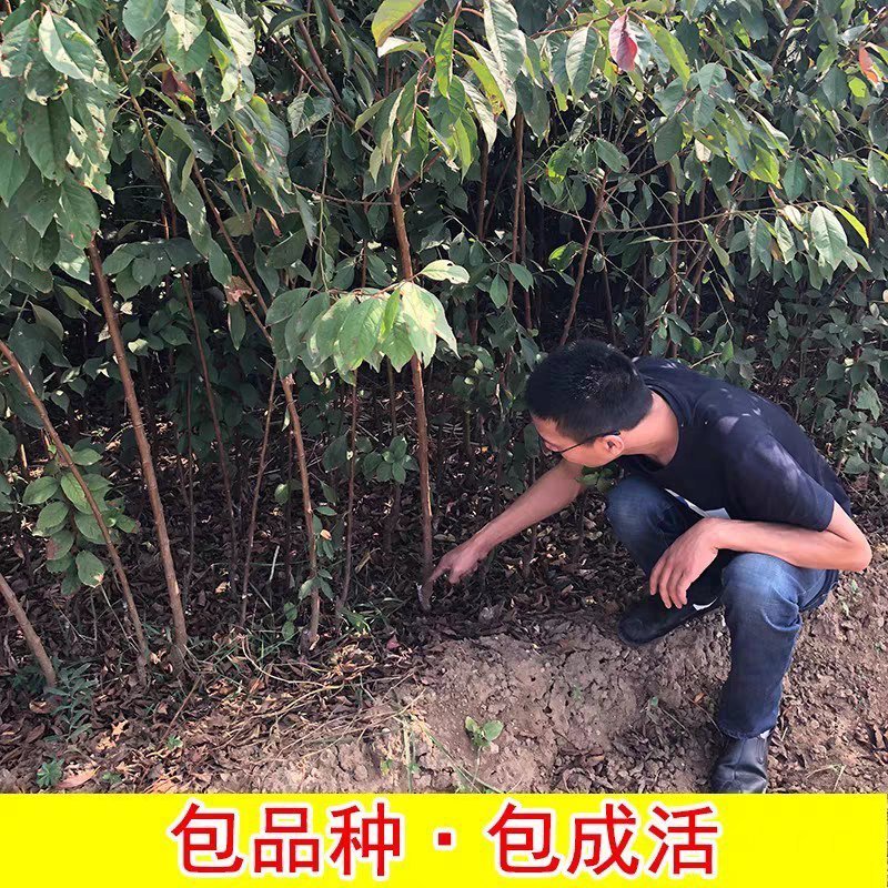 李子树苗嫁接脱骨李子苗新品种皮薄脆产量高
