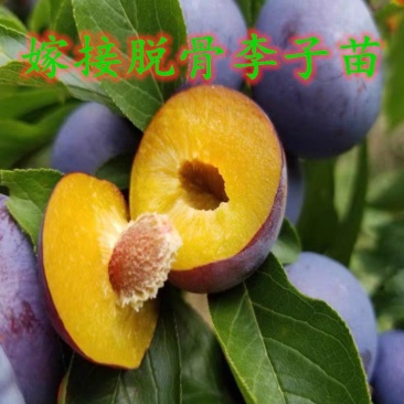 李子树苗嫁接脱骨李子苗新品种皮薄脆产量高