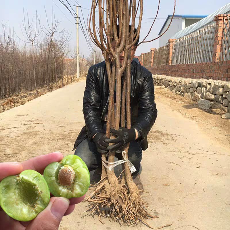 李子树苗嫁接脱骨李子苗新品种皮薄脆产量高