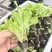 生菜苗