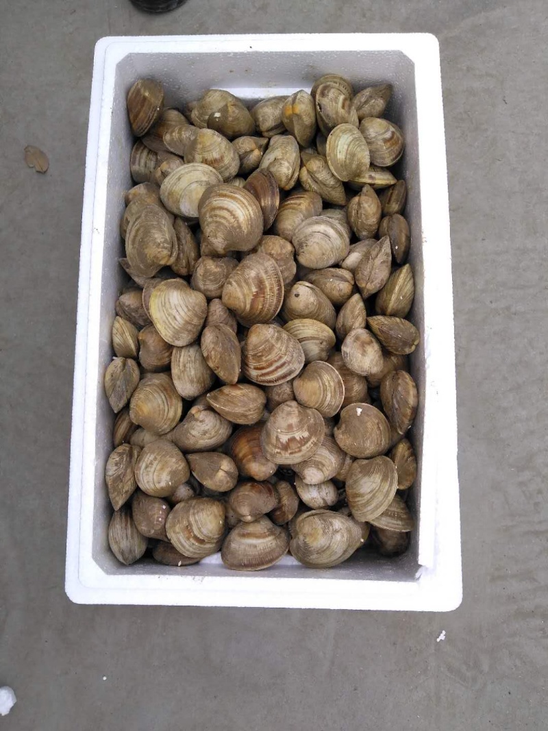 美国贝鲜活蛤蜊文蛤蜊无沙