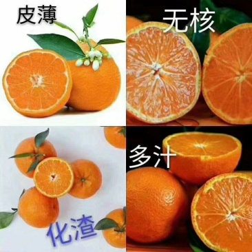 汉源石棉黄果柑批发商直供专业代办团队一条龙服务