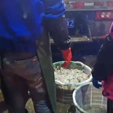 南美白高温棚养殖虾