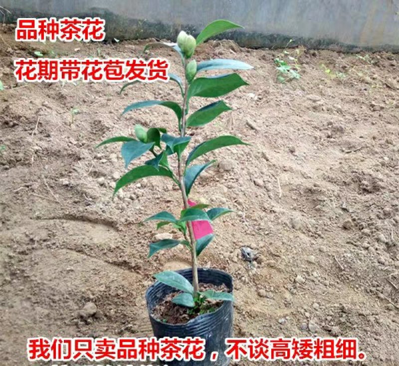 【3年】精品茶花苗山茶花盆栽树苗原生茶花树苗观赏茶花盆栽