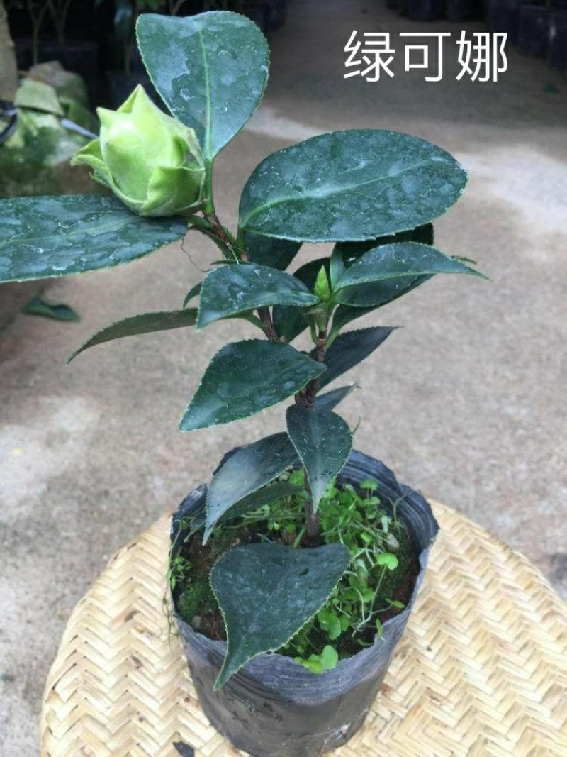 【3年】精品茶花苗山茶花盆栽树苗原生茶花树苗观赏茶花盆栽