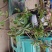 【红肉山竹】山竹树苗果树苗盆栽地栽山竹树苗南北方种植