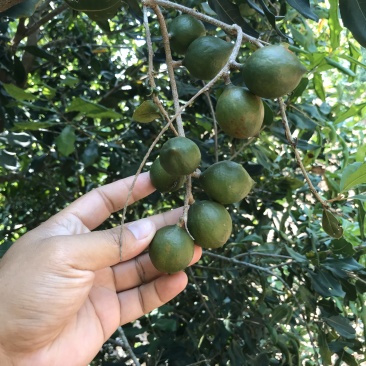 澳洲坚果苗