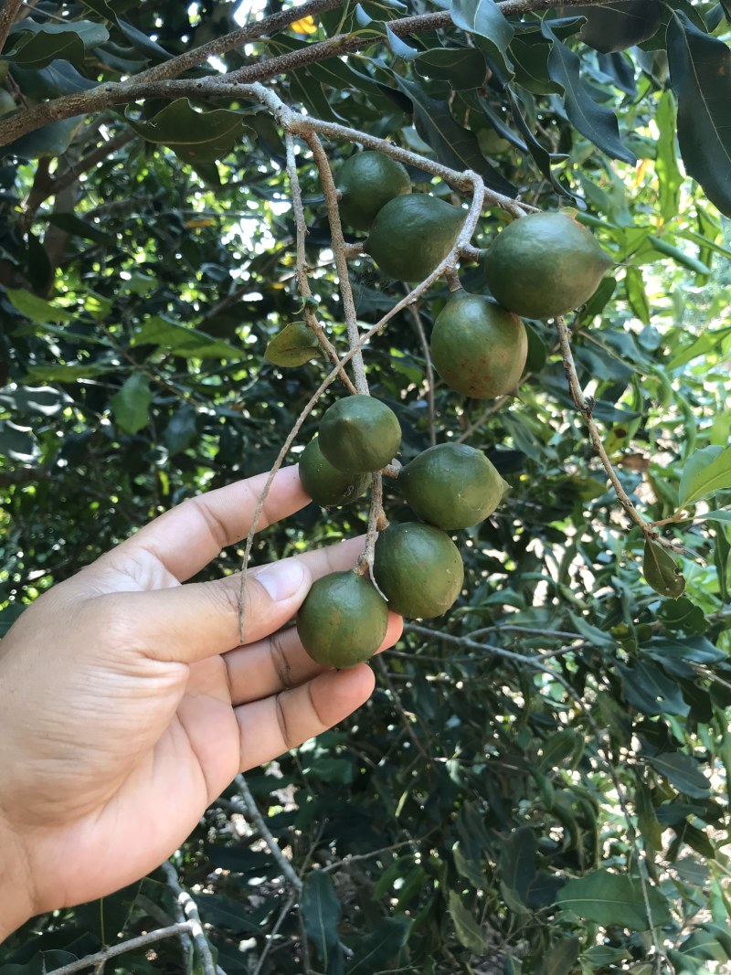 澳洲坚果苗