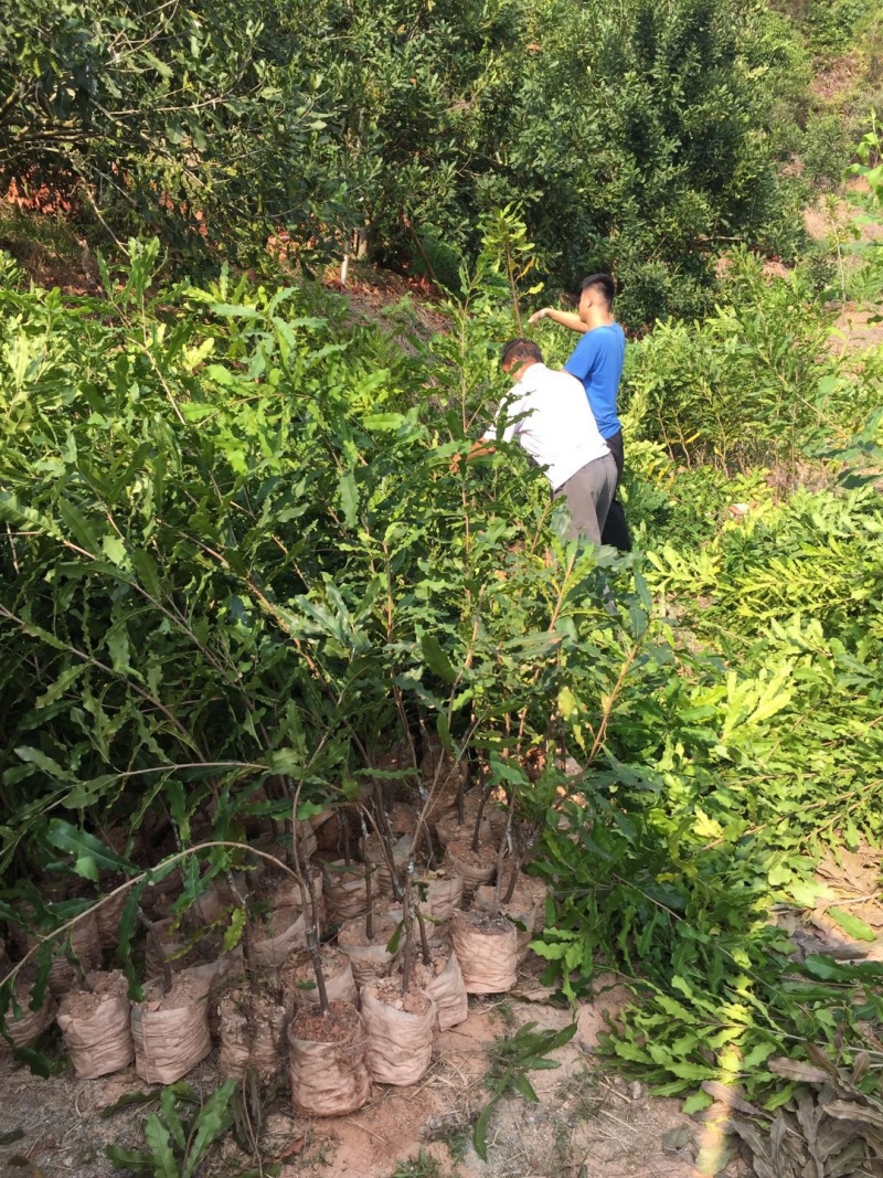 澳洲坚果苗