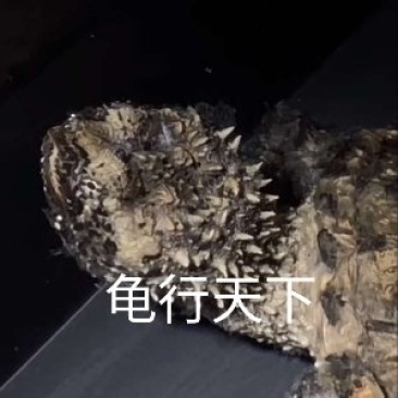 鳄龟苗纯佛鳄龟苗杂佛鳄龟苗鳄龟种龟鳄龟饲料草龟苗