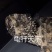 鳄龟苗纯佛鳄龟苗杂佛鳄龟苗鳄龟种龟鳄龟饲料草龟苗