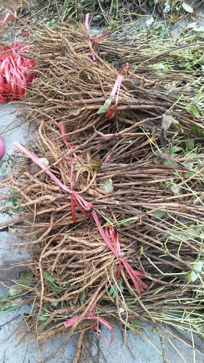 油牡丹苗，油用，几年苗都有