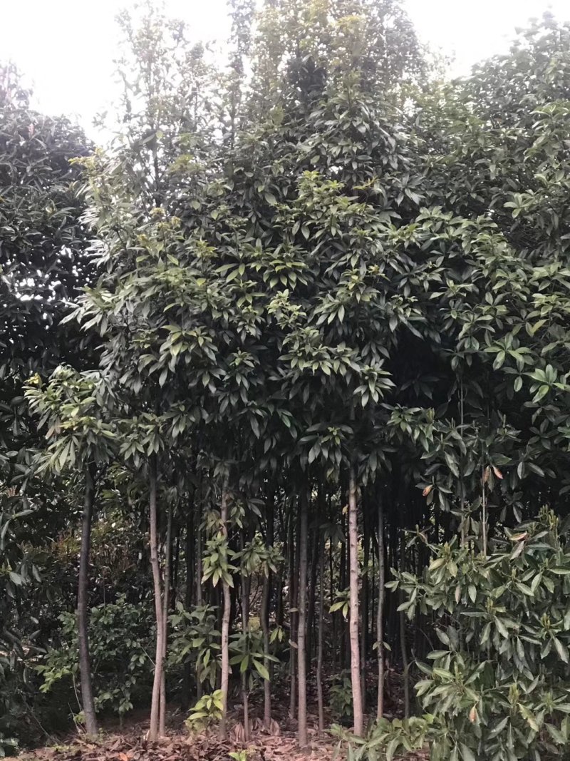 金丝楠木大量现货供应，价格美丽，质量保障。