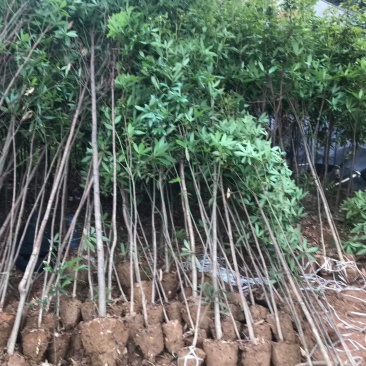 金丝楠木大量现货供应，价格美丽，质量保障。