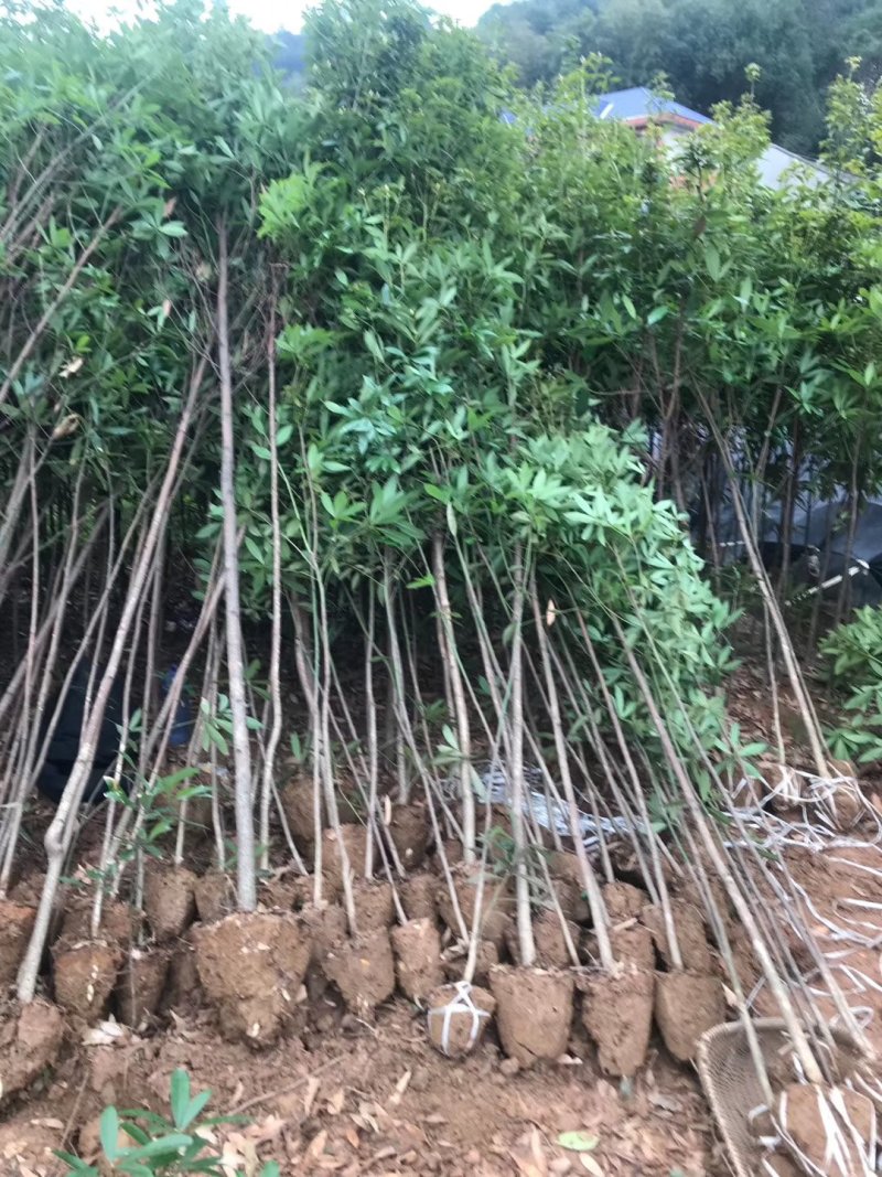 金丝楠木大量现货供应，价格美丽，质量保障。