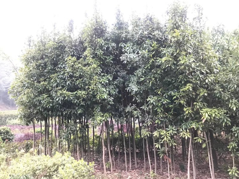 金丝楠木大量现货供应，价格美丽，质量保障。
