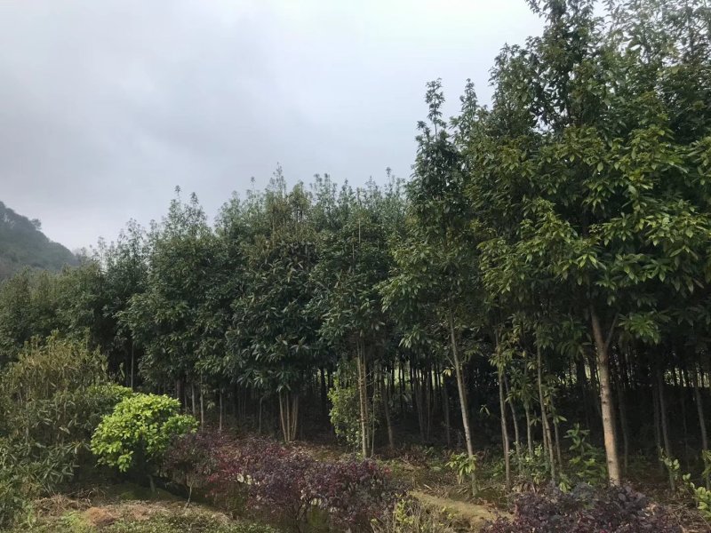 金丝楠木大量现货供应，价格美丽，质量保障。