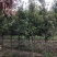 金丝楠木大量现货供应，价格美丽，质量保障。