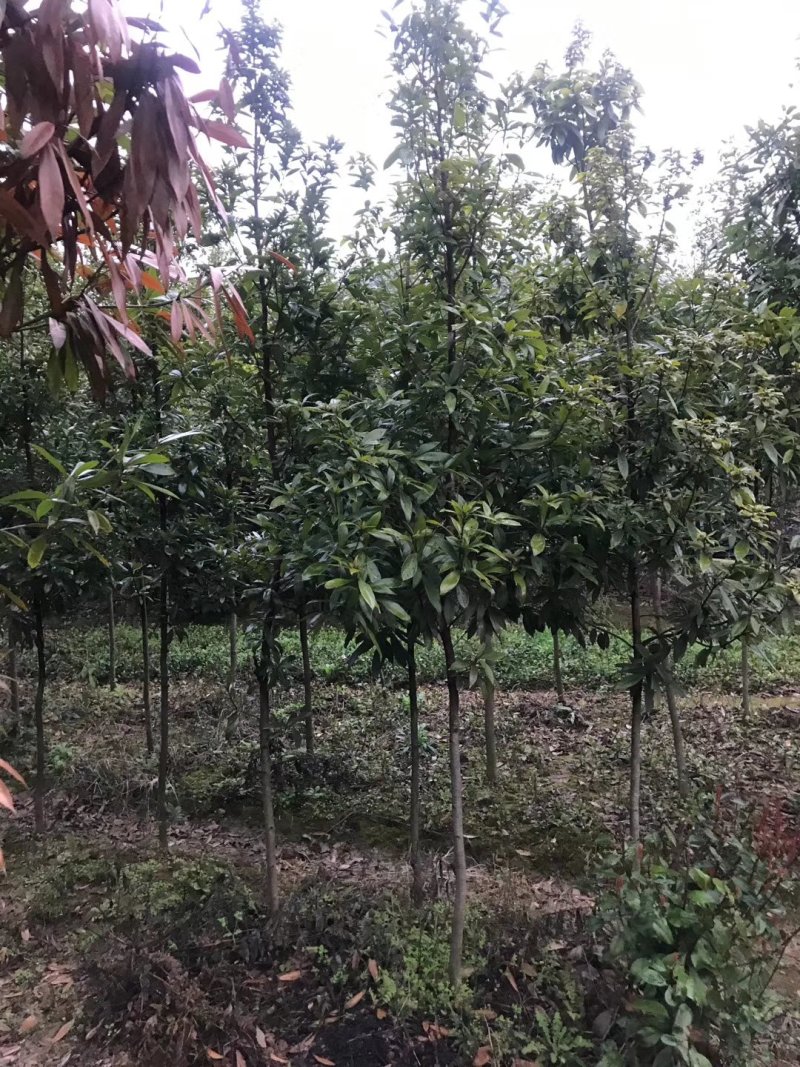 金丝楠木大量现货供应，价格美丽，质量保障。