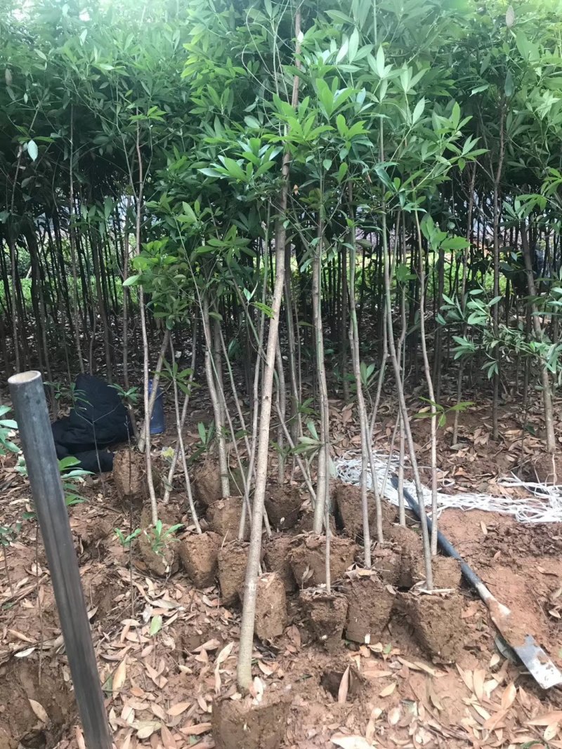 金丝楠木大量现货供应，价格美丽，质量保障。
