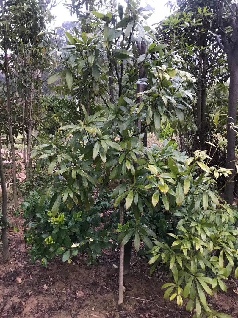金丝楠木大量现货供应，价格美丽，质量保障。