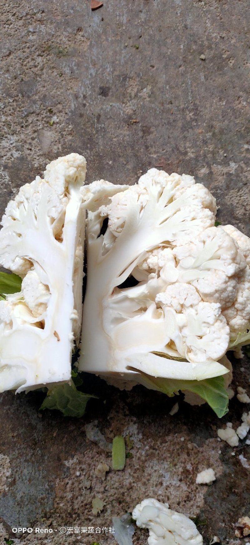 紧密型白花菜2～3斤花色亮白保质保量《诚信互赢代发全国》