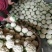 紧密型白花菜2～3斤花色亮白保质保量《诚信互赢代发全国》