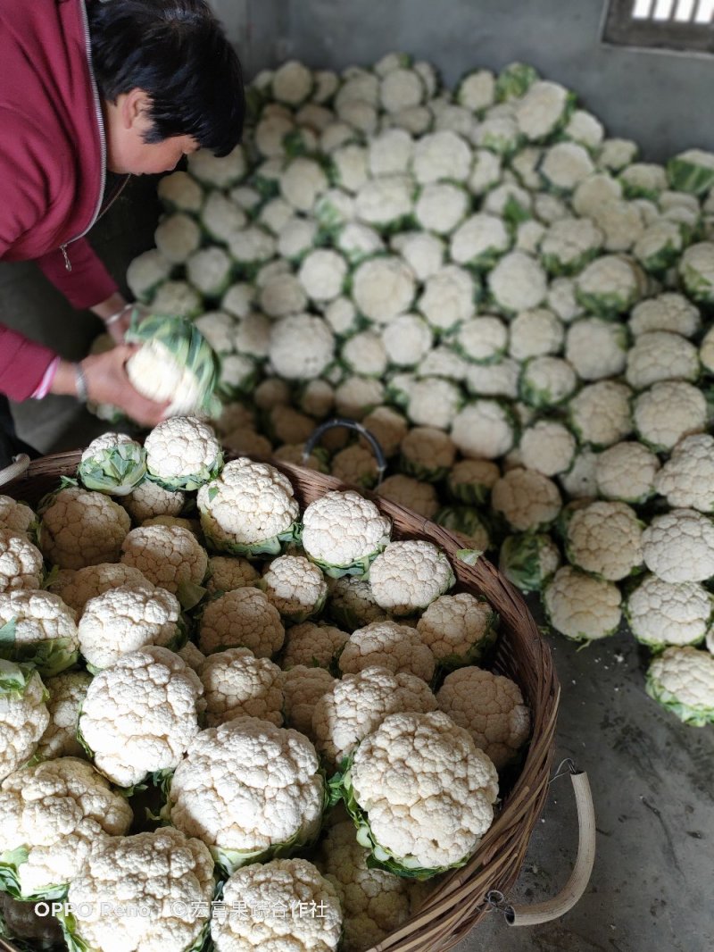 紧密型白花菜2～3斤花色亮白保质保量《诚信互赢代发全国》