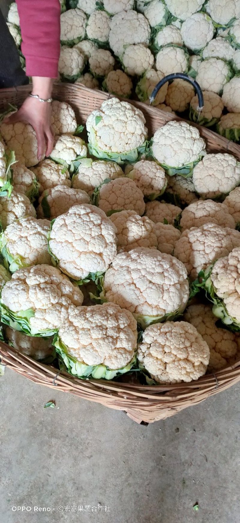 紧密型白花菜2～3斤花色亮白保质保量《诚信互赢代发全国》