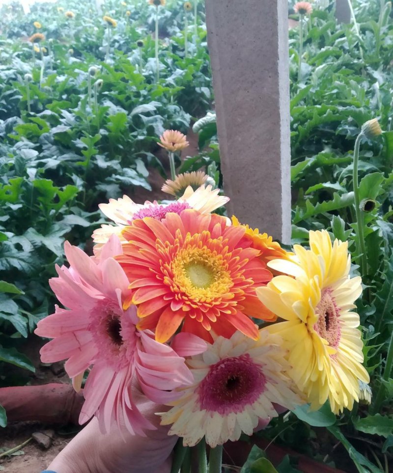 扶郎鲜花拉丝系列花束一扎20支起基地直发新鲜开业编制花篮