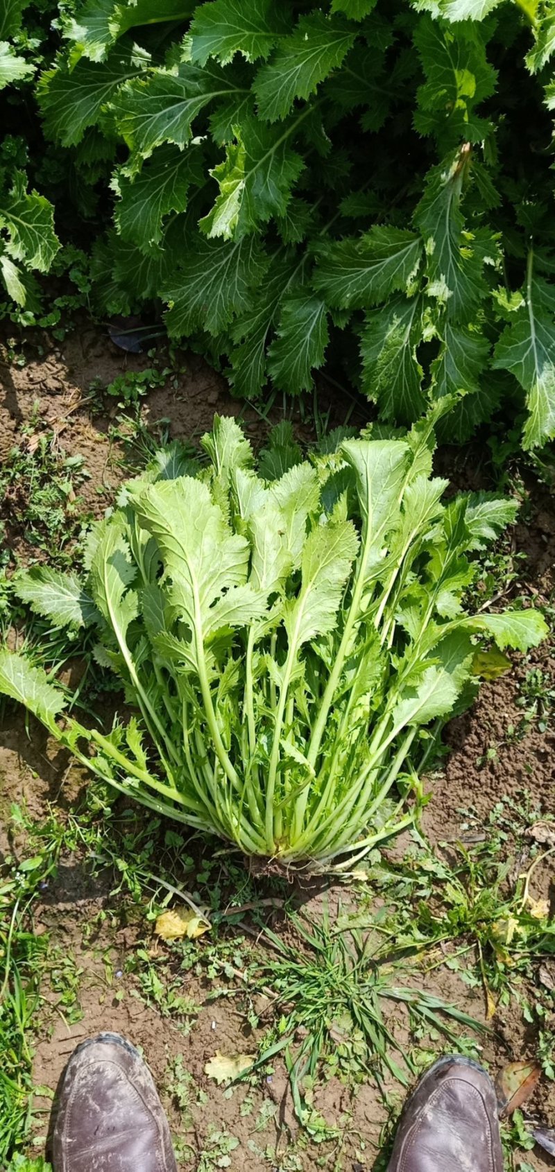 雪里红(品种:吴江菜)
