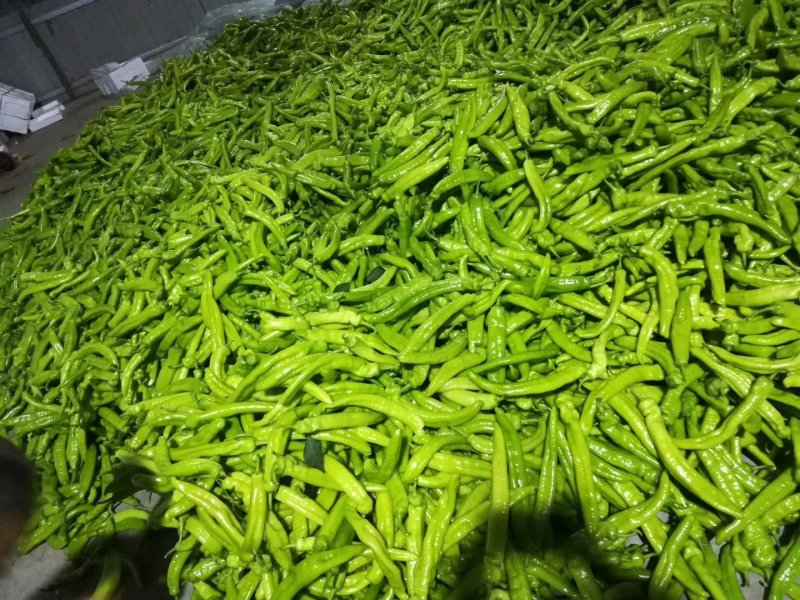 山东潍坊黄皮尖椒，辣椒。各种辣椒大量上市。