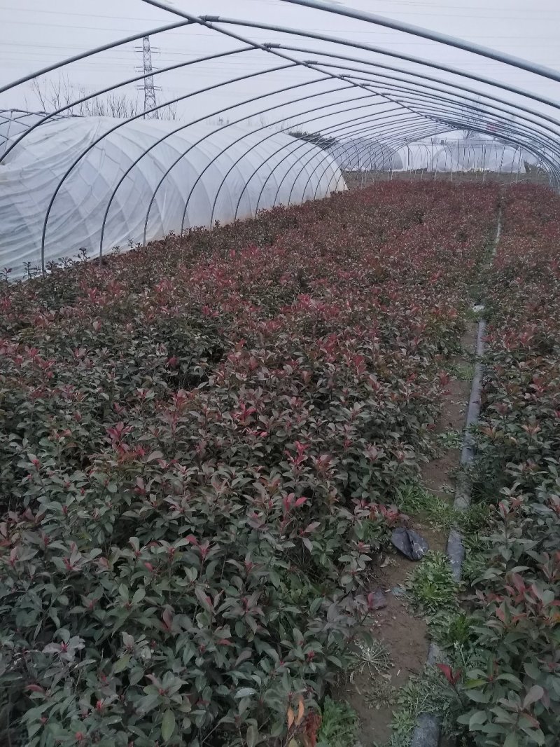 红叶石楠苗，大，小杯工程用苗，基地发货，支持量大