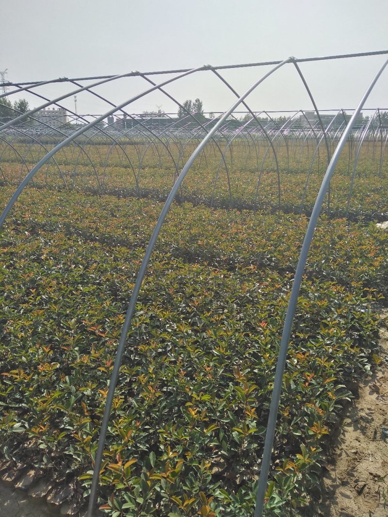 红叶石楠苗，大，小杯工程用苗，基地发货，支持量大