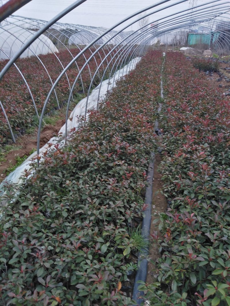 红叶石楠苗，大，小杯工程用苗，基地发货，支持量大