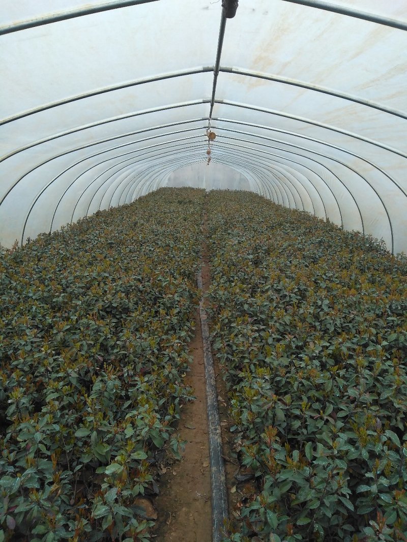 红叶石楠苗，大，小杯工程用苗，基地发货，支持量大
