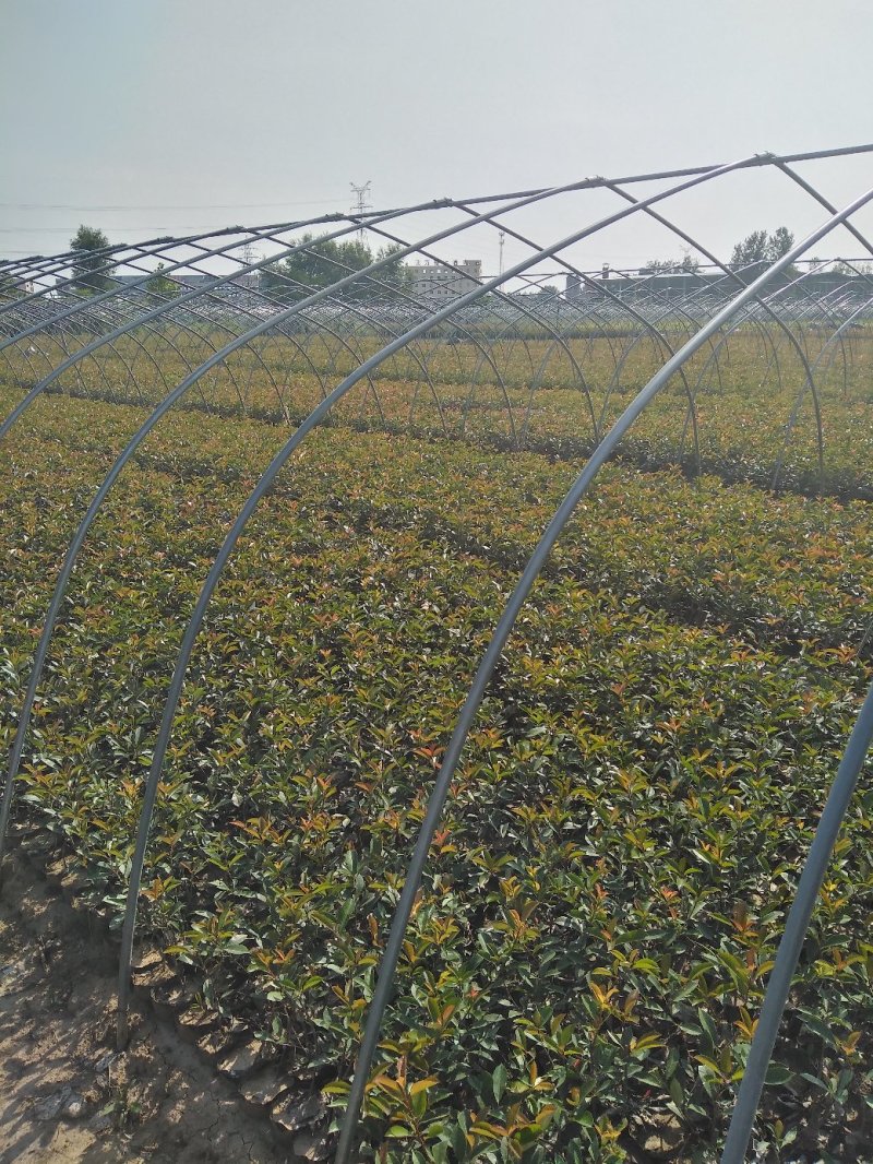 红叶石楠苗，大，小杯工程用苗，基地发货，支持量大